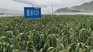 内部绝密信封料39