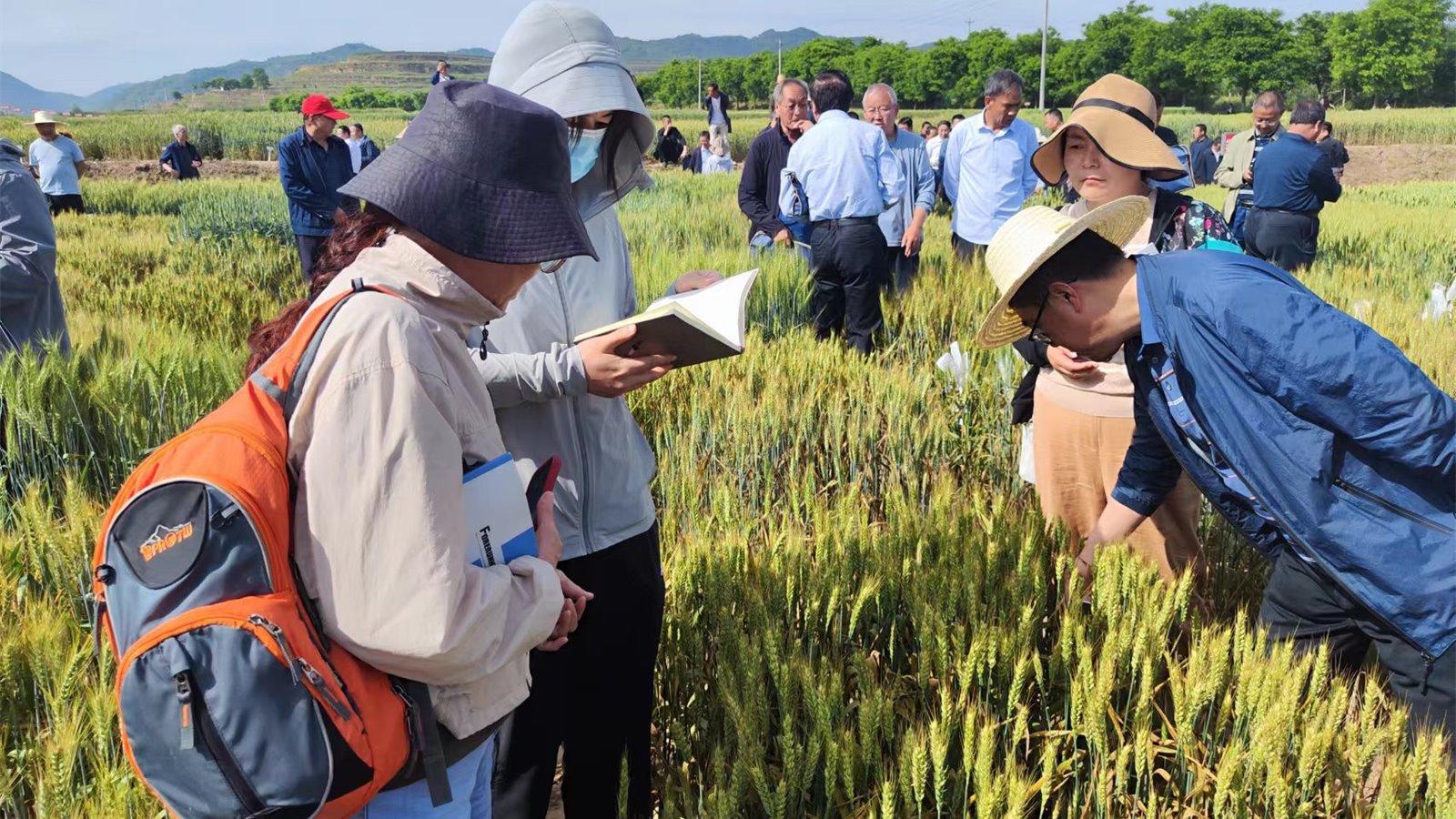 【新甘肃】“麦”向绿色发展——甘肃省农科院小麦研究所清水试验站科技开放周掠影