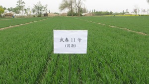 内部绝密信封料39