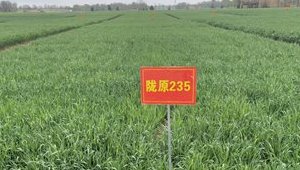 内部绝密信封料39