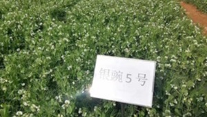 内部绝密信封料39
