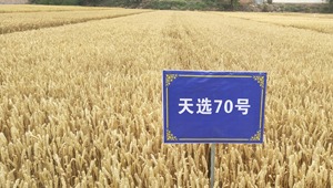 内部绝密信封料39