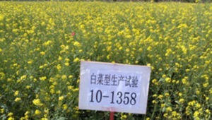 内部绝密信封料39