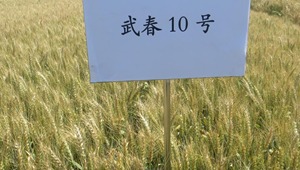 内部绝密信封料39