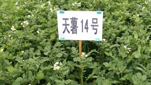 内部绝密信封料39