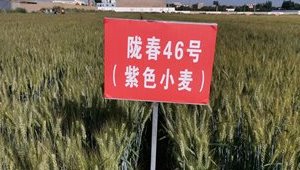 内部绝密信封料39