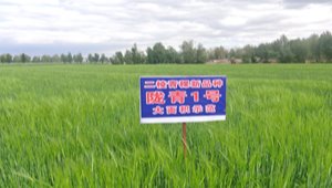 内部绝密信封料39