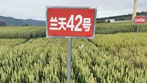 内部绝密信封料39