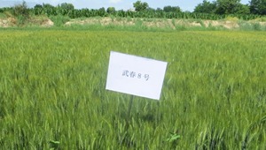 内部绝密信封料39