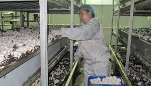 内部绝密信封料39