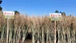 内部绝密信封料39