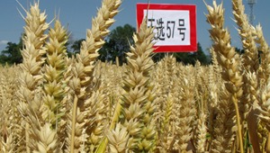 内部绝密信封料39