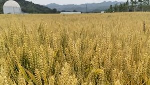 内部绝密信封料39