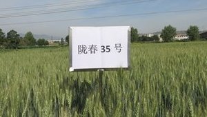 内部绝密信封料39