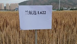 内部绝密信封料39