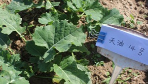 内部绝密信封料39