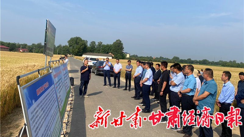 让“陇东粮仓”更殷实——镇原县粮食绿色高效生产现场观摩会见闻