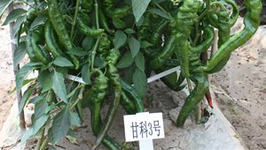 内部绝密信封料39