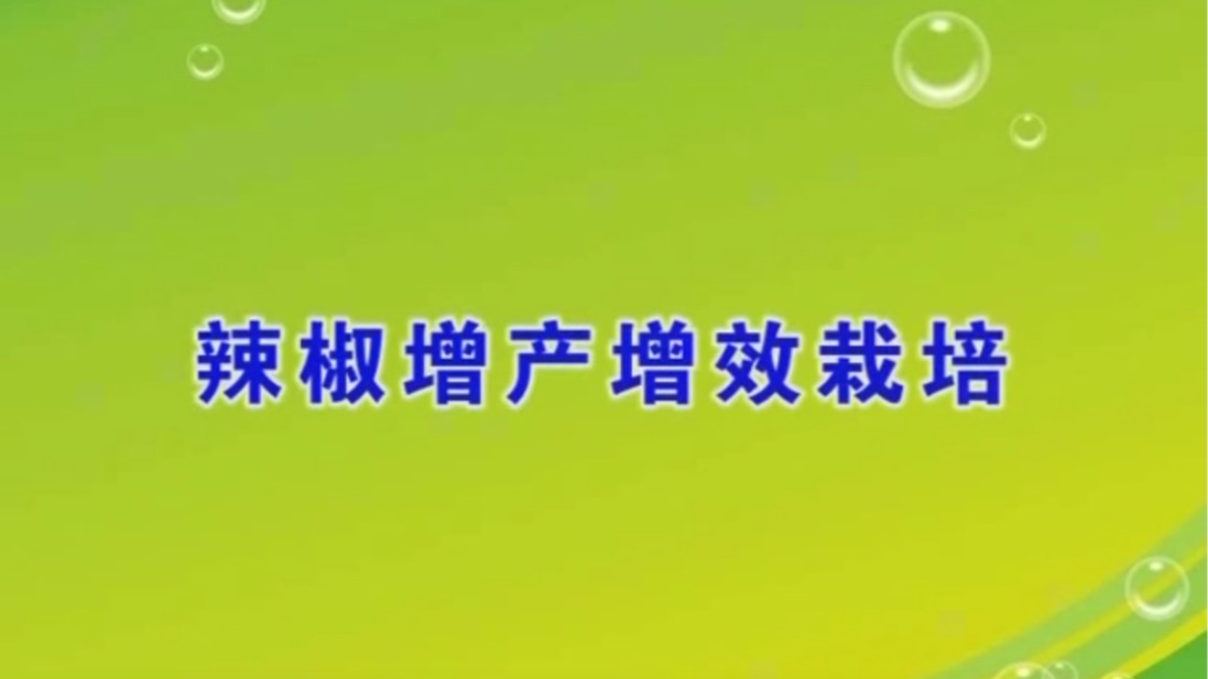 辣椒增产增效栽培