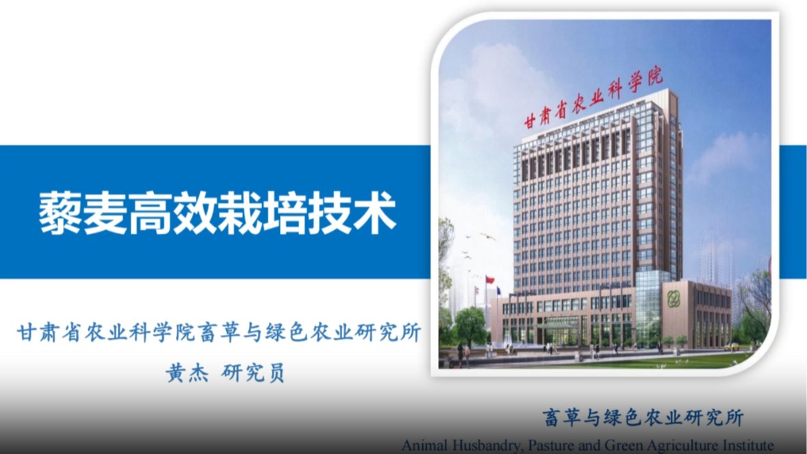 藜麦高效栽培技术