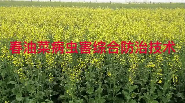 春油菜病虫害综合防治技术
