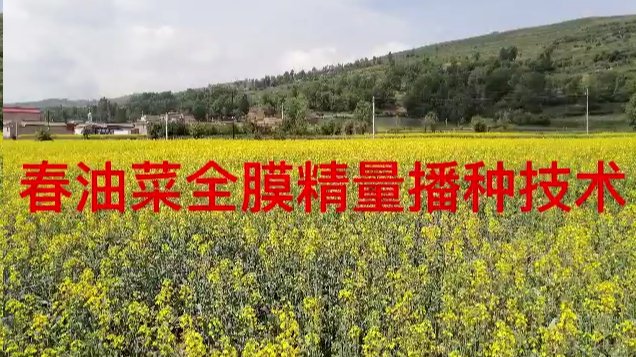 春油菜全膜精量播种技术