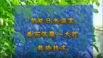 节能日光温室番茄落蔓一大茬栽培技术