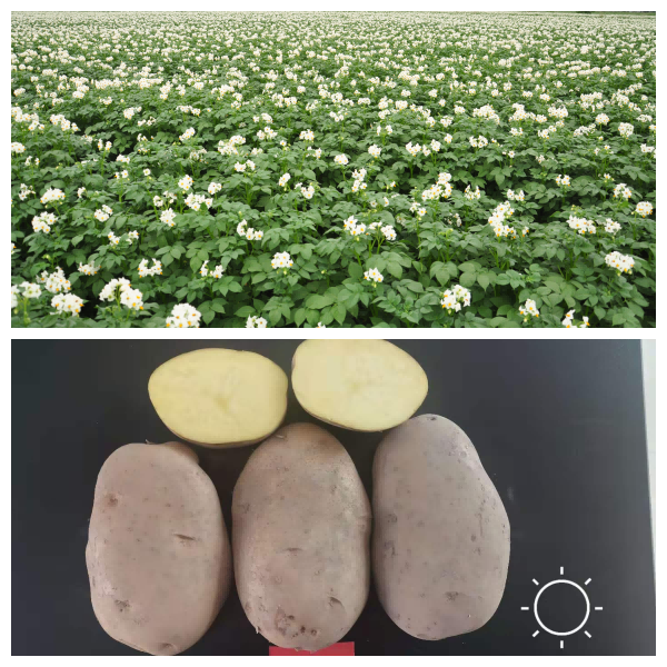 内部绝密信封料39