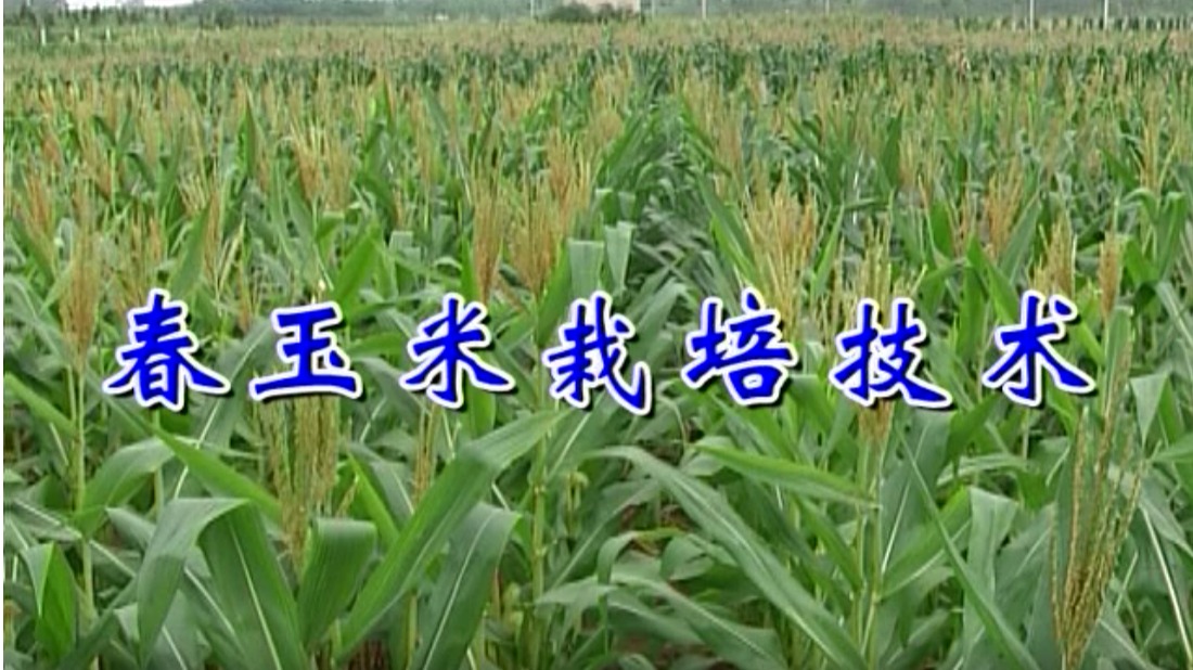 春玉米栽培技术