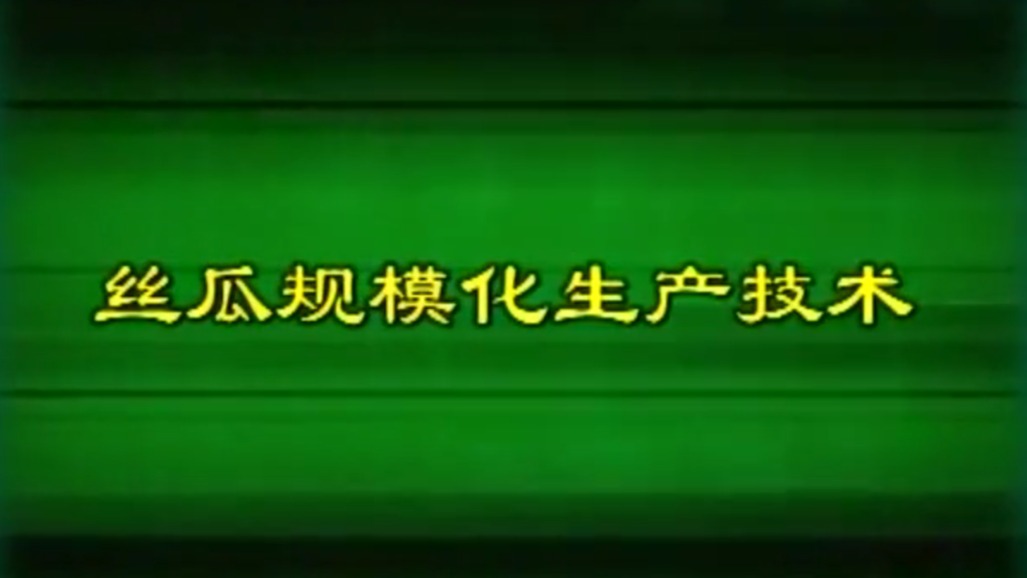 丝瓜规模化生产技术